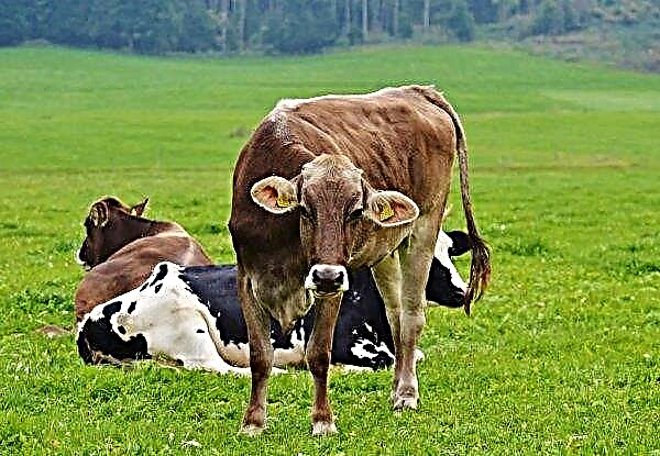 Leukemia in Moscow cows will be eradicated by millions