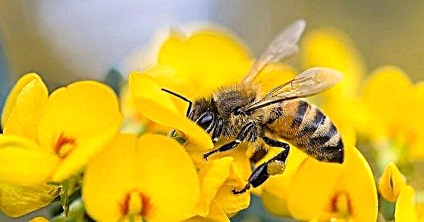 Russos dominarão a apicultura sem se levantar do sofá