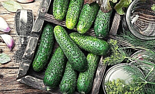Greenhouse cucumbers began to fall in price in Ukrainian markets