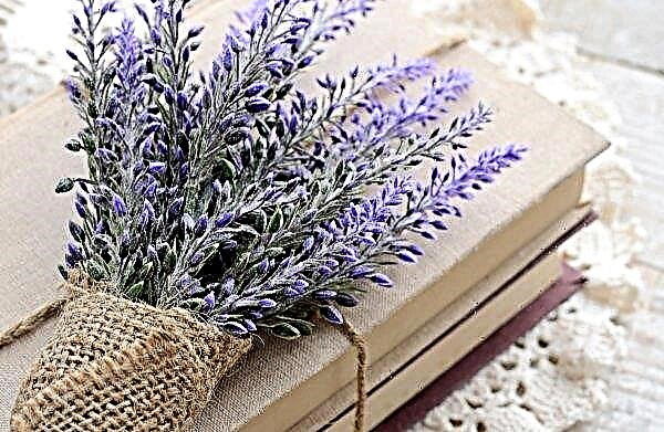 Ukrainian farmers master the profession of "lavender"