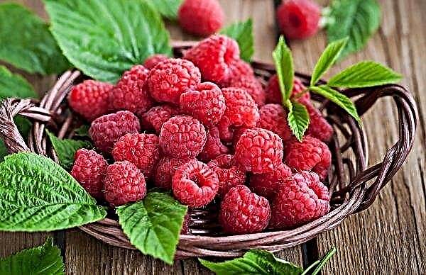 The main mistakes of growing organic raspberries in Ukraine. Expert Opinion
