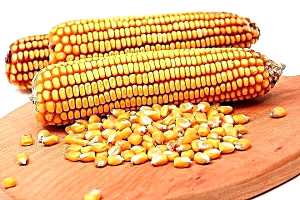 Ukraine meningkatkan eksport jagung
