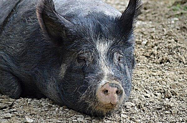 Das Ministerium für Agrarpolitik und der Verband der Schweinezüchter der Ukraine erörterten die Möglichkeit einer Entschädigung für Schäden an von ASF betroffenen Unternehmen