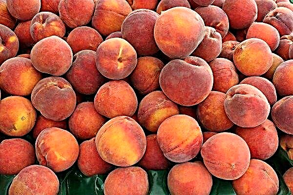 Cornucopia: “peach conveyor” will work in Ukraine