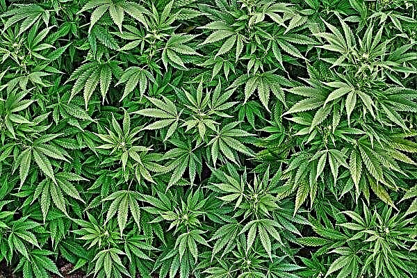 クルガン農民は「魅力的な条件」で麻の生産に従事する