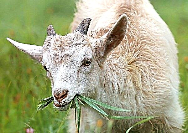 Ministry of Agriculture awarded gold to Krasnoyarsk goats