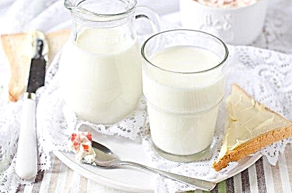 Kus vid havet levererar 5,5 ton mjölk per år till den ryska marknaden