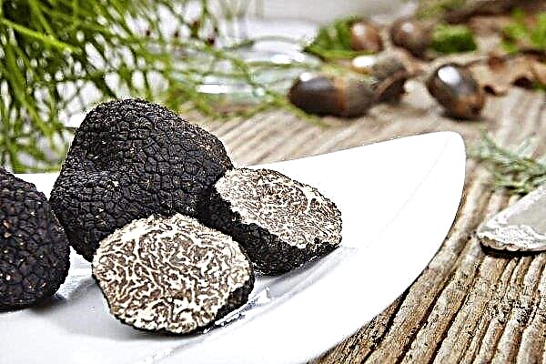 Spanish farmers learn to grow precious truffles