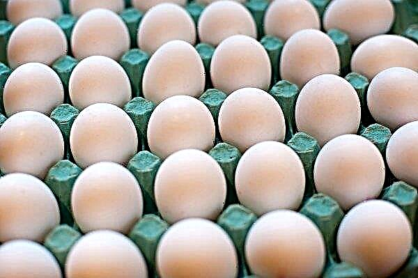 Los huevos de las gallinas británicas salvarán a la humanidad del cáncer.