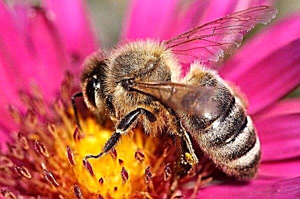Los apicultores de Lipetsk serán compensados ​​por los daños causados ​​por la muerte masiva de las familias de abejas.