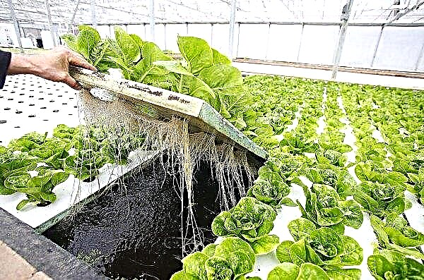 New British technology will help farmers monitor lettuce crops