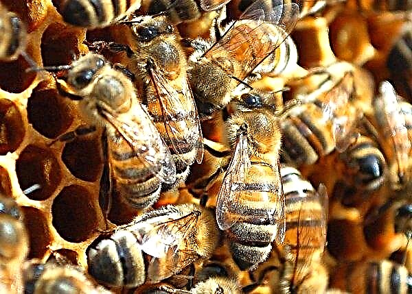 النحل العامل: الغرض ومكانه في الخلية ، دورة الحياة ، متوسط ​​العمر المتوقع