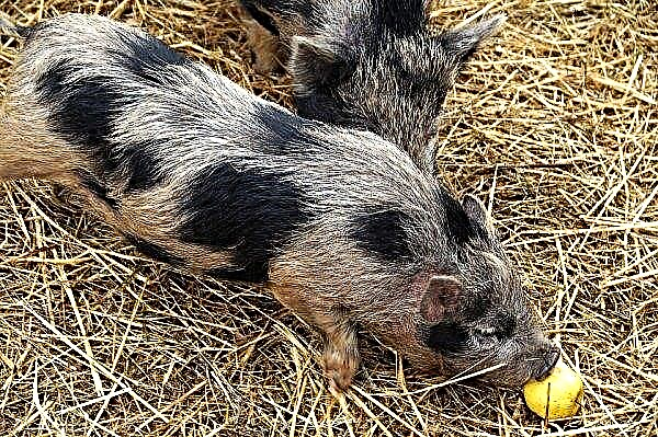 Uma poderosa fazenda de porcos com 24 mil cabeças aparecerá na região de Zhytomyr