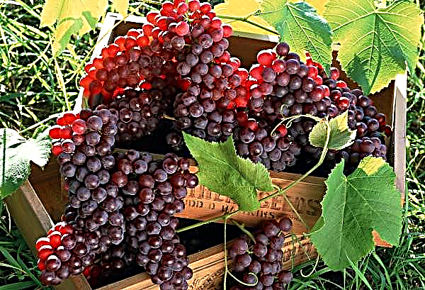 Viticultores ucranianos reclamam da baixa lucratividade do cultivo de frutas