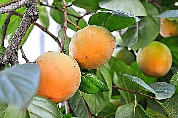 Spanish gardeners uproot persimmon plantations