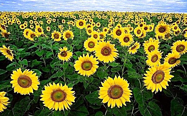 Der Sonnenblumen-Angreifer "beraubte" die ukrainische schwarze Erde