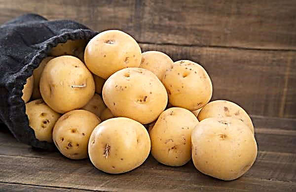 Potato deep processing plant opened in the Tyumen region