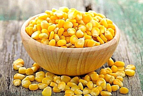 Amur farmers intend to send soy and corn to Japan