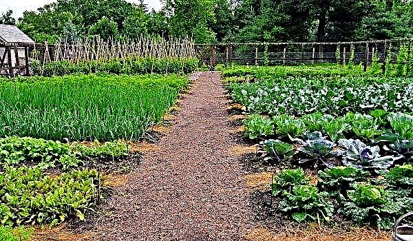 Španski polži napredujejo: ukrajinski vrtovi in ​​kuhinjski vrtovi so v nevarnosti