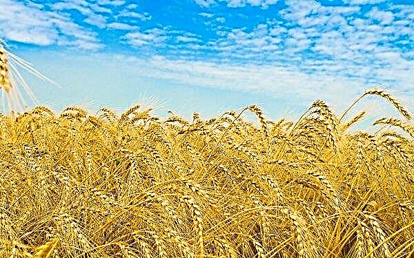Pioneer Barley helped Russia find a profitable partner in Korea