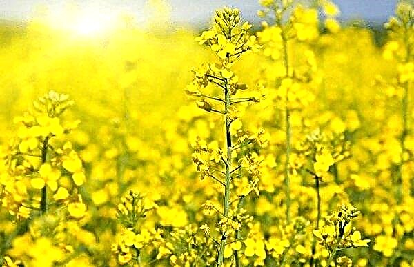 Early weed control increases canola yield
