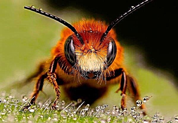 Потужна атака борщівника могла згубно позначитися на російських бджолах