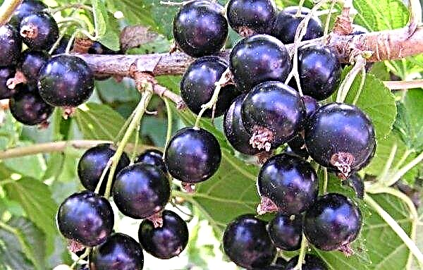 Variety of blackcurrant Katyusha: appearance, features and description of the variety, photo, reviews