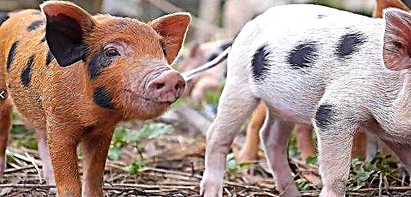 يبدأ تطعيم الخنازير البرية في اليابان بسبب تفشي حمى الخنازير