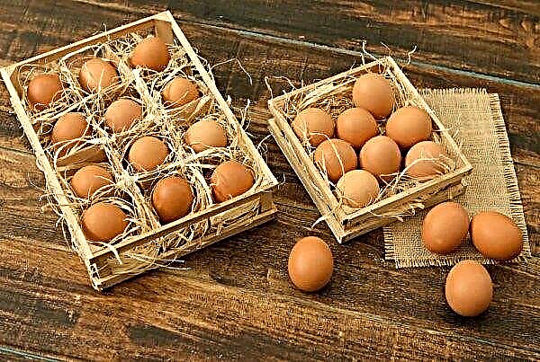 As exportações de ovos de galinha da Ucrânia aumentaram 40%