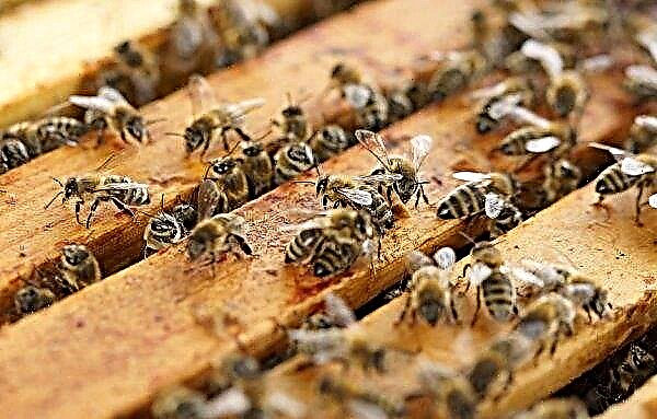 Peraturan untuk membiak dan memelihara lebah di kawasan penempatan