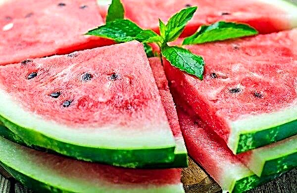 Heat-resistant watermelon variety of Ukrainian selection will appear in 2020
