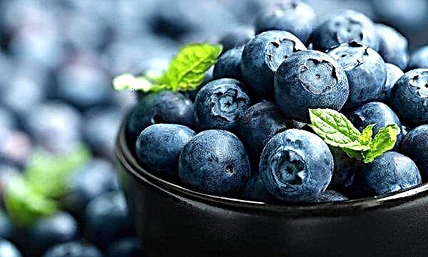 In Ukraine, the blueberry processing season has opened
