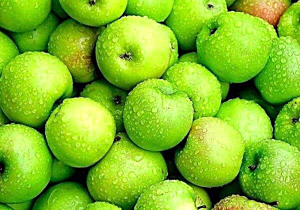 Exotiska frukter i Ukraina kommer inte att stiga i pris, men äpplen kommer att stiga i pris