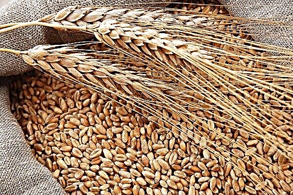 França completa maratona de campos de trigo