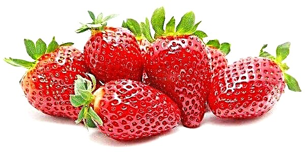 Russia has joined the "strawberry" efforts with Japanese farmers