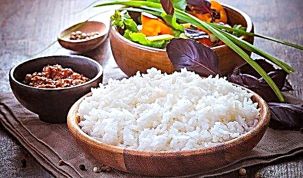 Woły kambodżańskie przewidują uprawy ryżu w kraju