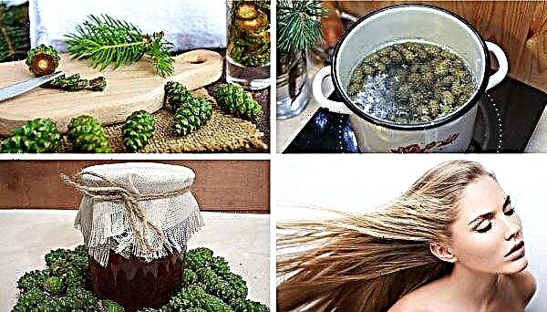 A decoction of pine cones: how to cook, use, benefit and harm, what diseases help, what medicinal properties