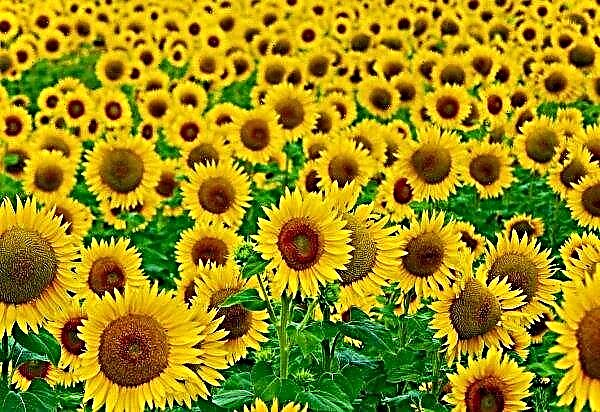 In foreign markets, more oil from Russian sunflowers