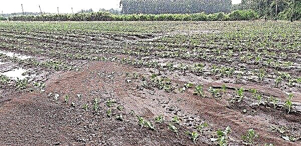 Gli agricoltori kenioti soffrono di inondazioni