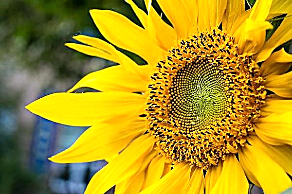 Die Sommerhitze verhinderte, dass AgroGeneration eine Rekord-Sonnenblumenernte erzielte