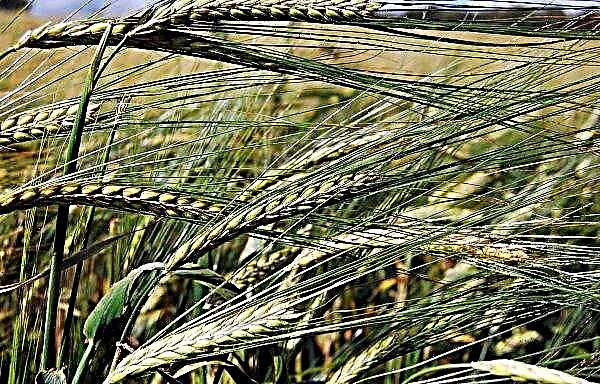 우크라이나는 4,450 만 톤의 곡물 수출