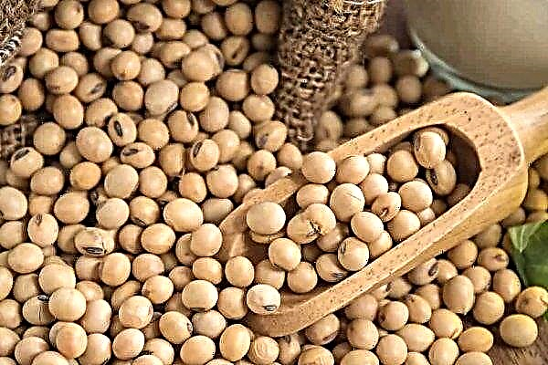 Soybean stocks in Ukraine reached a record level