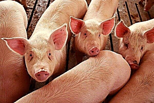 Un nouveau vaccin contre la maladie du porc fait son entrée sur le marché