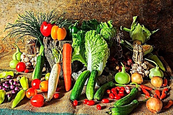 يعتقد وزير الزراعة الأيرلندي أن البلاد لن تكون قادرة على تزويد نفسها بالخضروات والحبوب