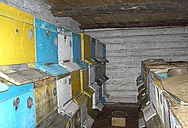Зимуване и правилно съхранение на пчелите в Омшаник без платно: при минусова температура и висока влажност, кога да почистваме кошерите, видео