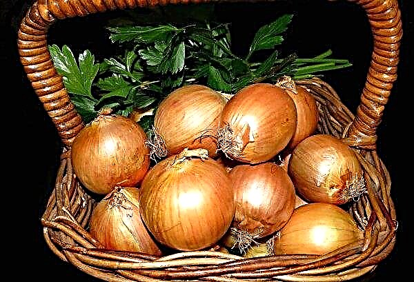 Thanks to the supply of imported goods in Ukraine, onions began to become cheaper