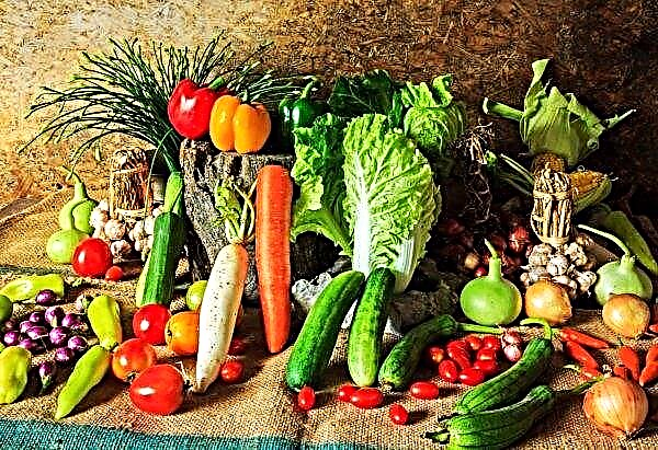 Di rumah kaca dekat Kiev, petani menanam sayuran organik eksotis