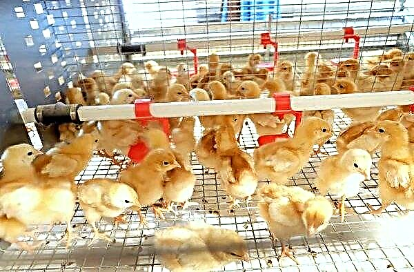 Aparecerá una nueva granja avícola en la región de Ternopol