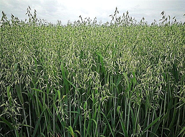 Qué es, una foto de una planta en el campo, cómo crece el grano alimenticio, perenne o anual, lo que distingue la avena de la cebada