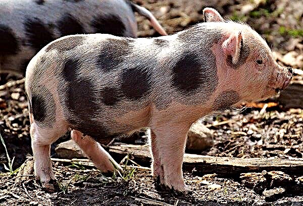 슬로바키아에서 돼지 사육에 아프리카 전염병이 퍼짐